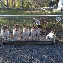 Collie Puppies from LynChris Collies