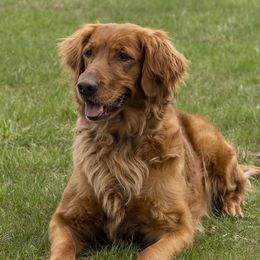 Phoenix - Golden Retriever
