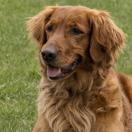 Phoenix - Golden Retriever