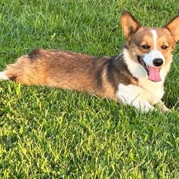 Wyatt - Pembroke Welsh Corgi