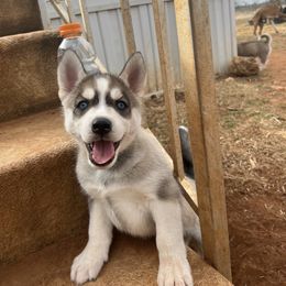 Siberian Husky Puppies from Final Siberians