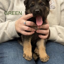 Green-Haunt - Black and tan male German Shepherd puppy in Medical Lake, Washington from Nine Realms German Shepherds