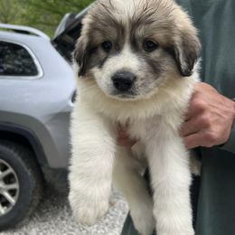 Great Pyrenees Puppies from Up A Creek Farm