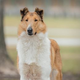 Azawakhs, Collies, and Standard Schnauzers from Kokomo Kennels