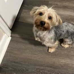 Daisy - Yorkshire Terrier
