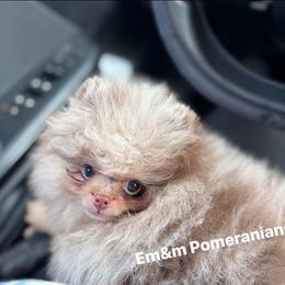 Choc merle and tan - Chocolate merle male Pomeranian puppy in Kentucky from Em&M Pomeranians