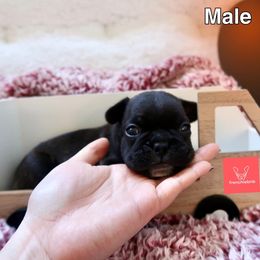 French Bulldog Puppies from FrenchieBnB