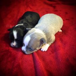 Chihuahua and Chinese Crested Puppies from Western Kentucky Chihuahua’s and Chinese Crested’s