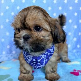 Dwight - Red male Shih Tzu puppy in Hemet, California from Aloha Shih Tzu