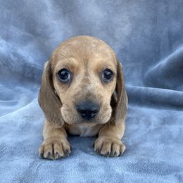 Larry - Dapple male Dachshund puppy in Tonopah, Arizona from Brandie's Dachshunds