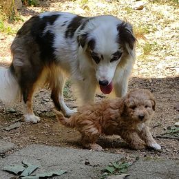 Aussiedoodles and Australian Shepherds from Awesome Doods and Aussies Too