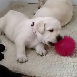 Labrador Retriever Puppies from Lorlyn Labradors