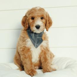Green Boy - Red  male Goldendoodle puppy in Rio Linda, California from GoldendoodlePaw