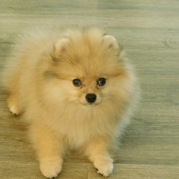 Pomeranian Puppies from Debbie Wilske