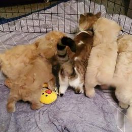 Labradoodle Puppies from Silver Acorn Doodles