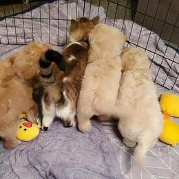 Labradoodle Puppies from Silver Acorn Doodles