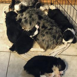 Miniature Australian Shepherd and Toy Australian Shepherd Puppies from Quarter Creek Stockdogs & Mini/Toy Australian Shepherds