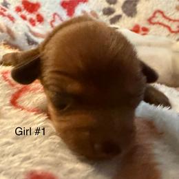 Girl 1 - Red female Dachshund puppy in Cherokee, Oklahoma from Special “K” Dachshunds
