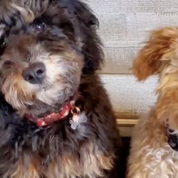 Goldendoodles from Royal Goldendoodles