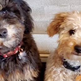 Goldendoodles from Royal Goldendoodles