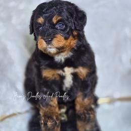 Indie - Tri-color female Bernedoodle puppy in Cleveland, Georgia from Jam's Doodles And Poodles