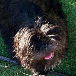 Sissy in - Brindle female Shih Tzu puppy in Victorville, California from Precioustzus