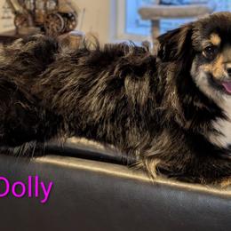 Dolly - Toy Australian Shepherd