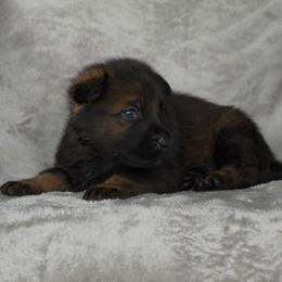 Yellow Boy - sable coat - Black male German Shepherd puppy in Elijay, Georgia from Mission K9