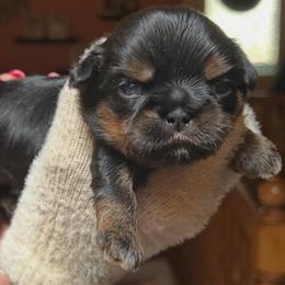 Pancake - Black and tan male Shih Tzu puppy in Nekoosa, Wisconsin from Brox Acres House of Fur LLC