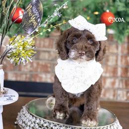 Cocoa - Chocolate female Australian Labradoodle puppy in Redding, California from Shasta Royal Monroe Puppies