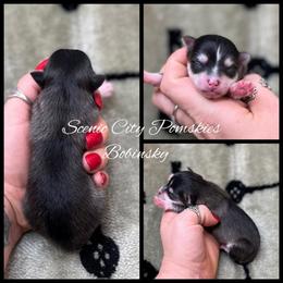 Mr Bobinsky - Black and white male Pomsky puppy in Rossville, Georgia from Scenic City Pomskies