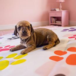 Rita - Cream female Dachshund puppy in Pearland, Texas from Texas Dachshund Dreams