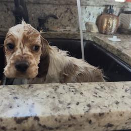 American Corgi, Basset Hound, and Cocker Spaniel Puppies from Oak Hollow Farms
