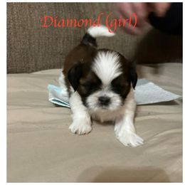 "Diamond is still available" Shih Tzu Puppies from Starr Thomas