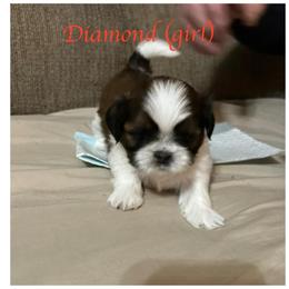 "Diamond is still available" Shih Tzu Puppies from Starr Thomas
