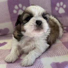 Female 1 - Tricolor female Shih Tzu puppy in Long Beach, California from Prieto Shih-Tzu's