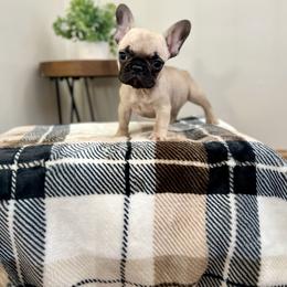 Buddy, Ready Now - Fawn male French Bulldog puppy in Upper Sandusky, Ohio from Rock Run Homestead
