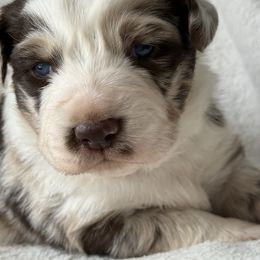 Snow Lilly - Red merle female Australian Shepherd puppy in Quaker City, Ohio from Wagon Wheel Aussies and Corgi’s
