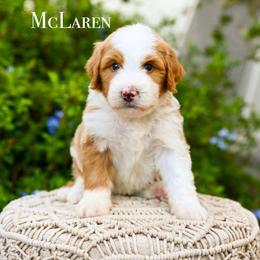 McLaren - Red male Bernedoodle puppy in Tucson, Arizona from Sun Valley Goldendoodles