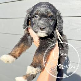 Grey - Tri-color female Bernedoodle puppy in Rockwall, Texas from Glory Doodles