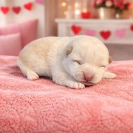 Jet - Cream male Shiba Inu puppy in Illinois from Precious-Puppies