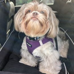 Shih Tzus from Winning Colors Shih Tzu