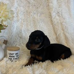 Babs - Black and rust female Doberman Pinscher puppy in Wellington, Ohio from Jossie J's Dobermans