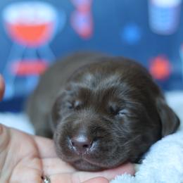 Cash - Chocolate male Labrador Retriever puppy in Williamston, South Carolina from Dutton Dog Co & Dalla Grazia Doberman