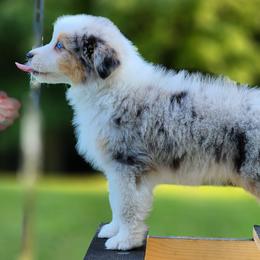 Parsley - Australian Shepherd puppy from Louvre Australian Shepherds