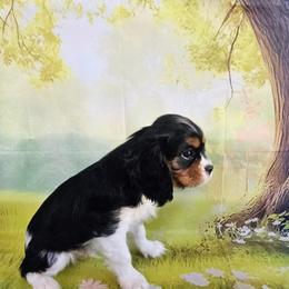 Gizmo - Tri-color male Cavalier King Charles Spaniel puppy in Rochelle, Illinois from Lakeview Cavaliers