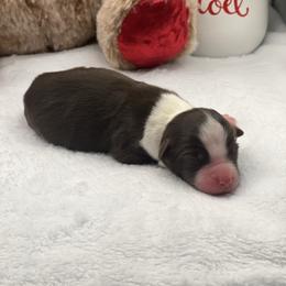RBF-sm- less white - Red & white female Miniature Australian Shepherd puppy in Norco, California from River Springs Aussies