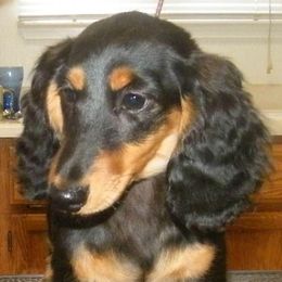 Dachshund Puppies from Jamie's Dachshunds