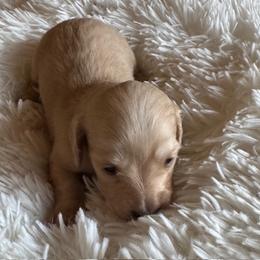Girl 1 - female Dachshund puppy in Elizabeth, Colorado from Wieners are Wonderful