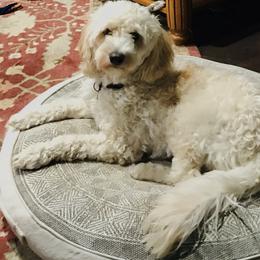 Polly - Goldendoodle
